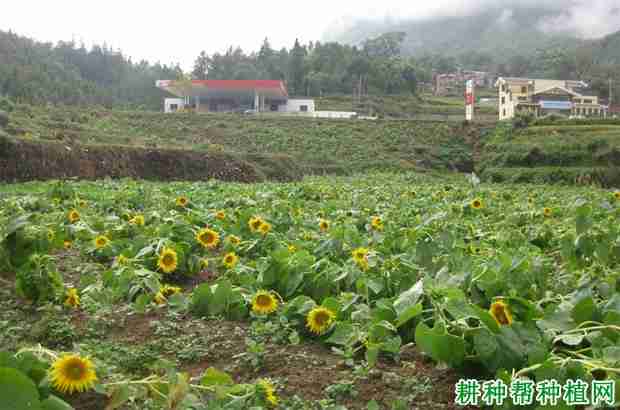 种植向日葵如何防治倒伏病害(种植向日葵如何防治倒伏现象)